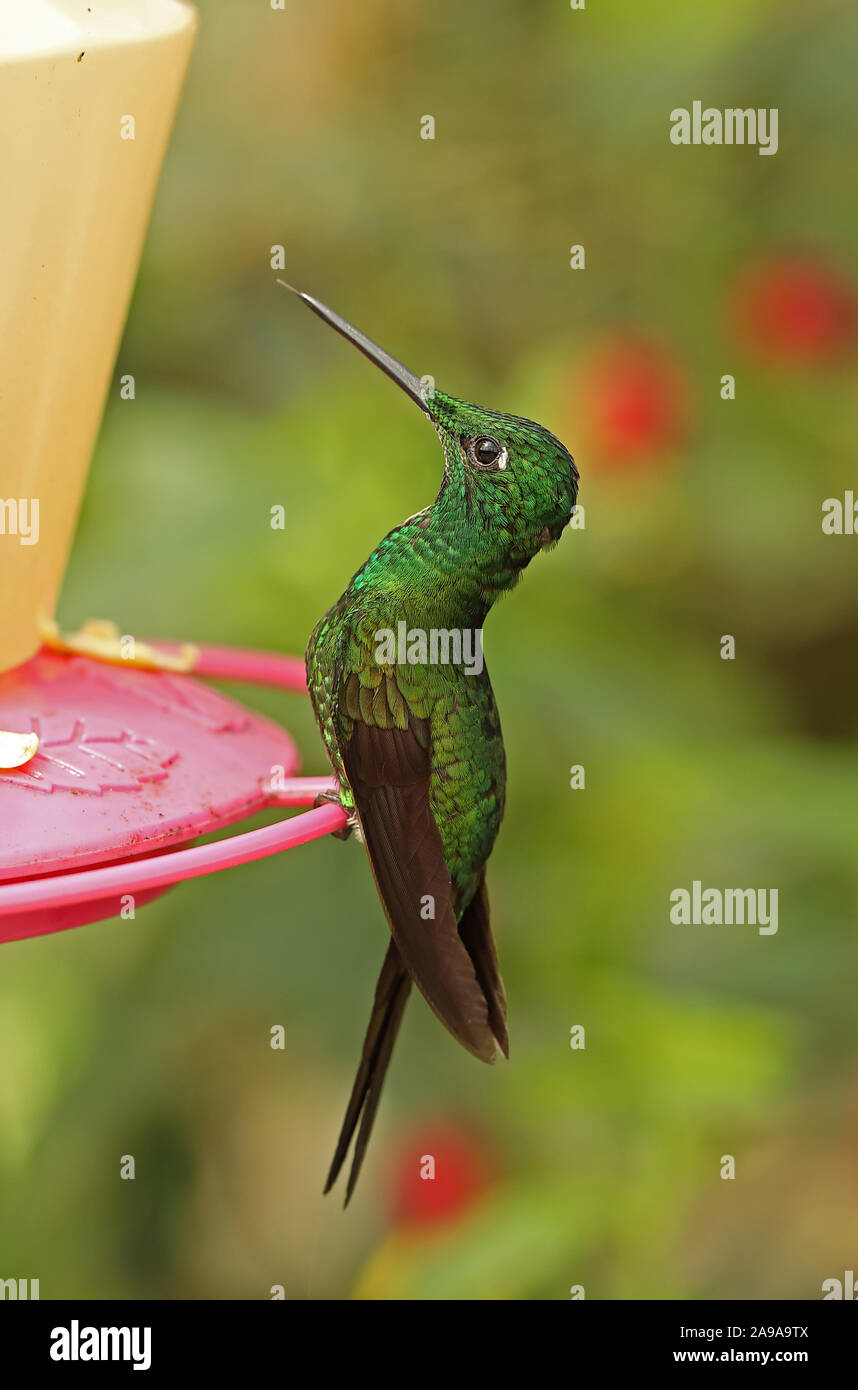 Kaiserin Brillant (Heliodoxa imperatrix) erwachsenen männlichen Kolibrizufuhr Vinicio Vogelbeobachter Haus; Nono-Mindo Straße, Ecuador Februar Stockfoto