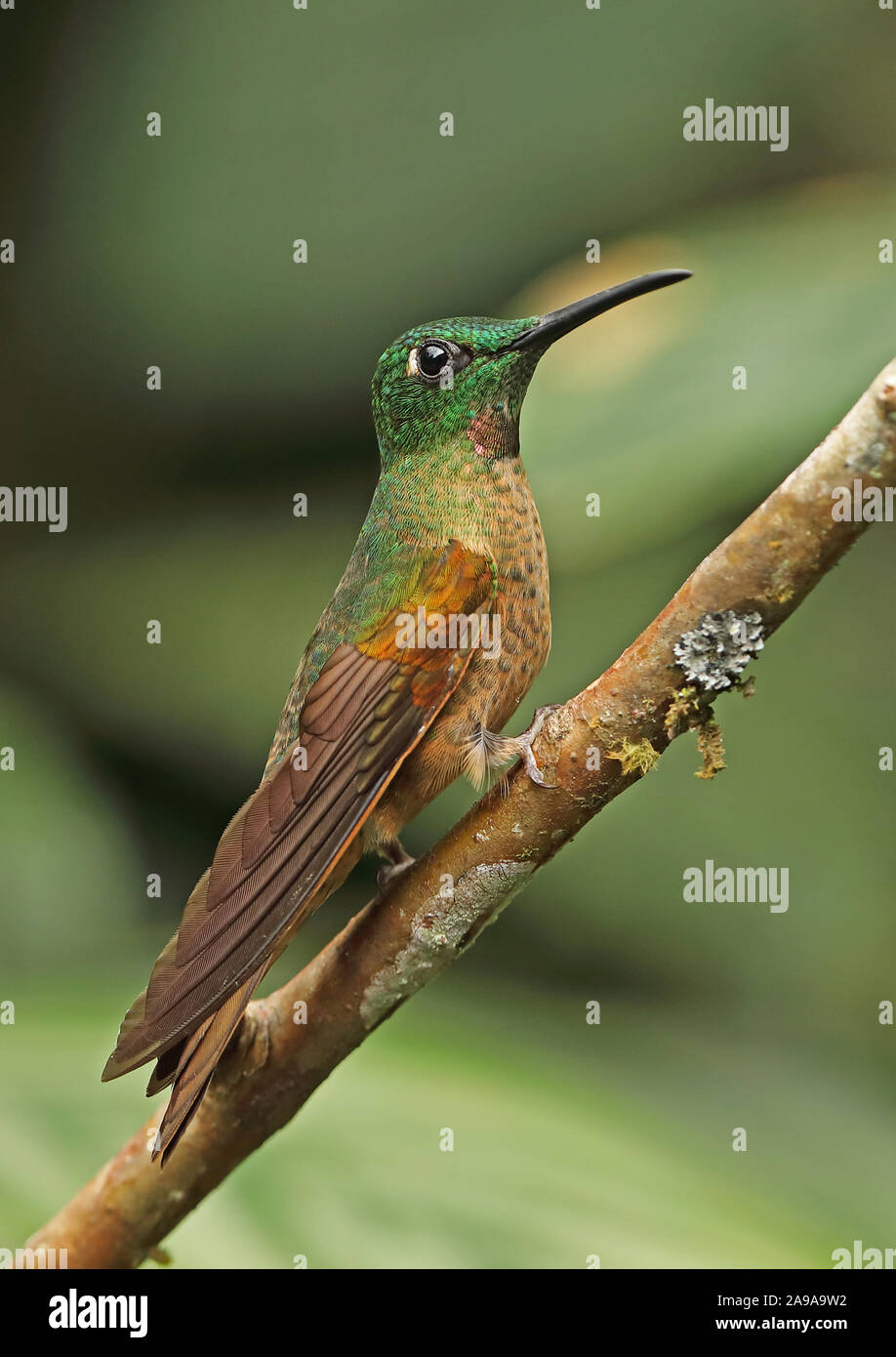 Fawn-breasted Brillant (Heliodoxa rubinoides) erwachsenen männlichen auf Zweig Vinicio Birdwatchers House, Nono-Mindo Straße, Ecuador Februar gehockt Stockfoto