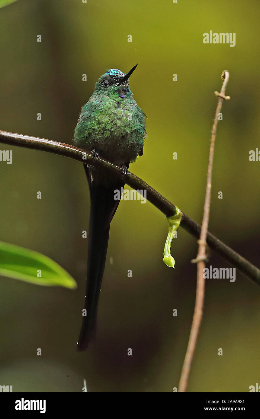 Long-tailed Sylph (Aglaiocercus kingii mocoa) erwachsenen männlichen auf Niederlassung im Regen Tapichalaca finden, Zamora, Ecuador Februar gehockt Stockfoto