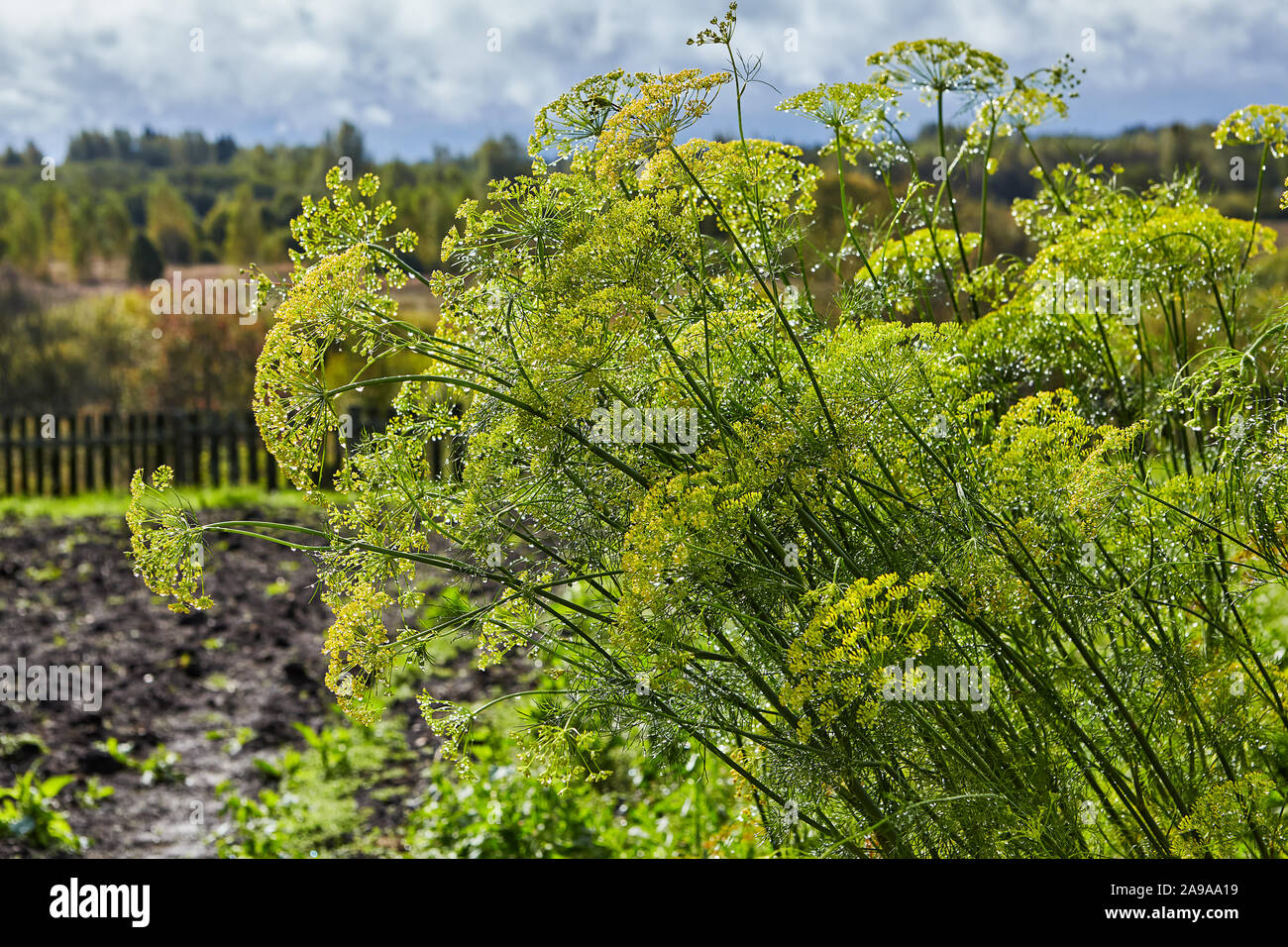 Der Garten Heilpflanzen, blühende wohlriechende am Morgen mit Tau Tropfen, selektiver Fokus Dill. Outdoor Fotografie in der Farm. Stockfoto