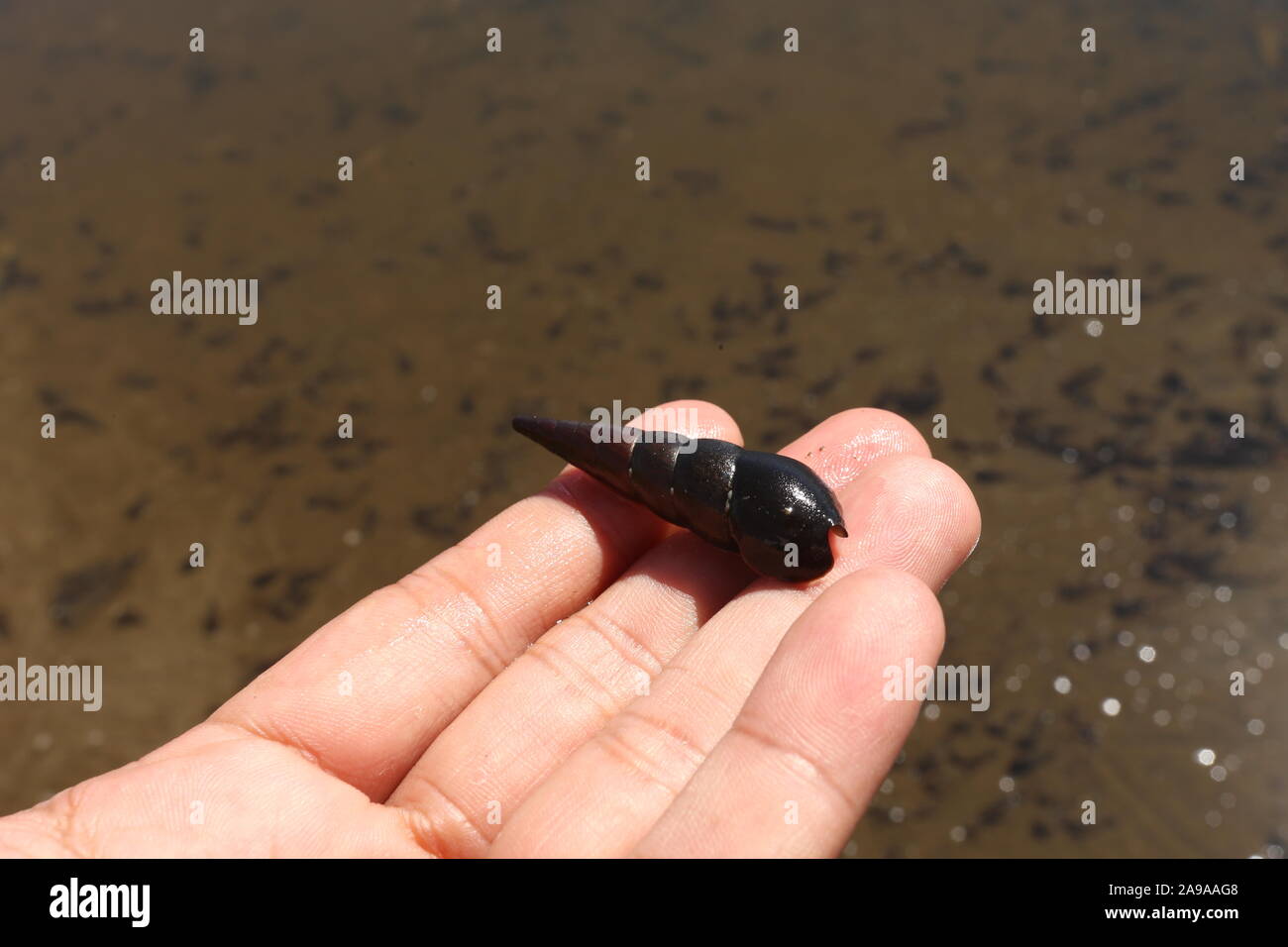 Faunus Ater, ist eine Pflanzenart aus der Gattung der Brackwasser Schnecke mit einem OPERCULUM, ein Aquatic aus der Familie Pachychilidae Stockfoto