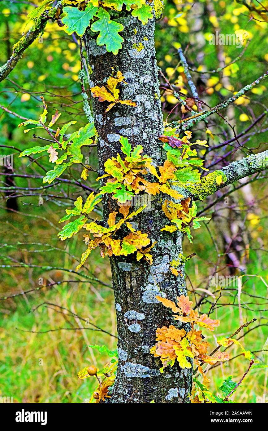 Herbst Eiche mit Moosen und Flechten wachsen auf dem trunk Stockfoto