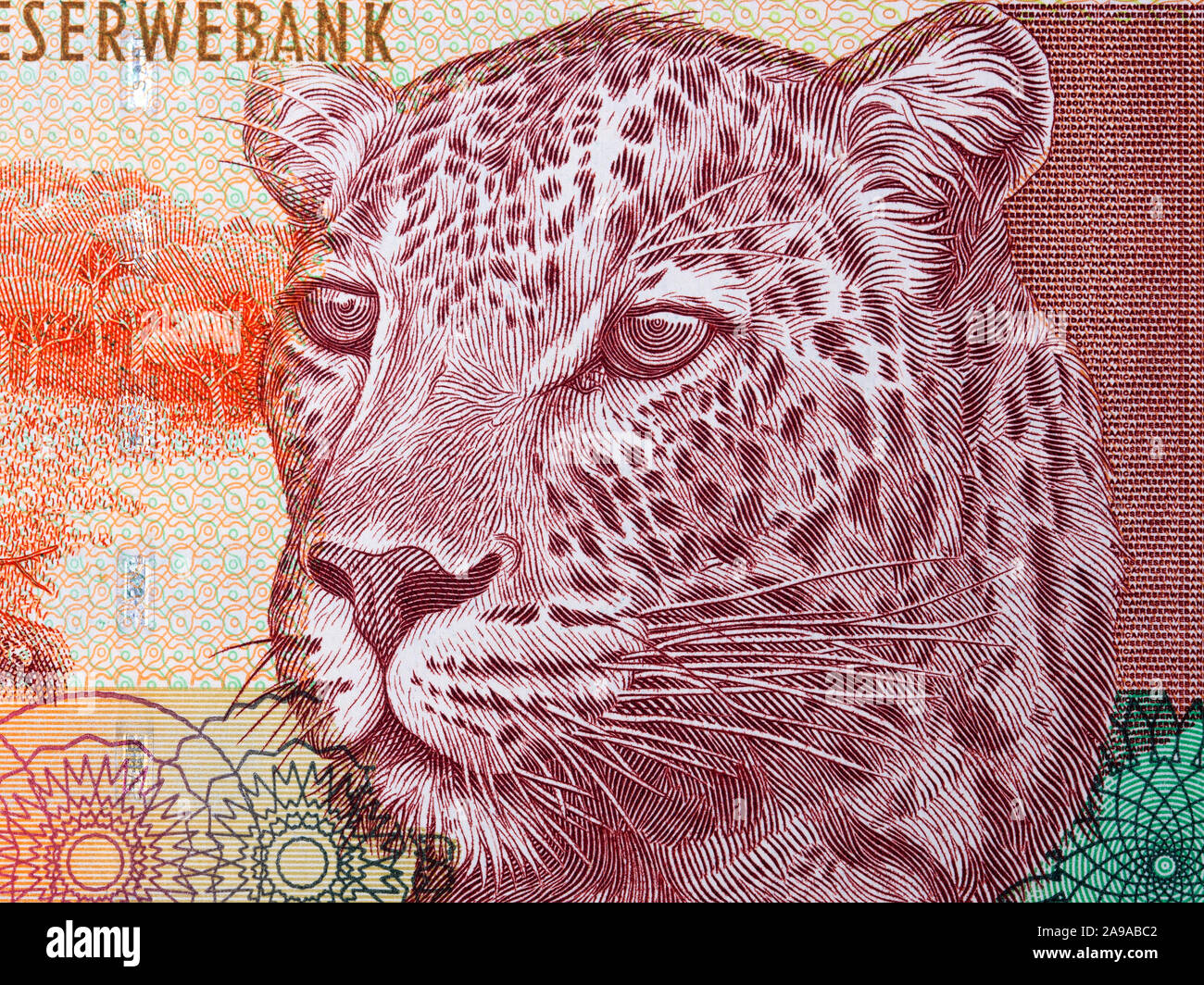 African Leopard ein Porträt von Südafrikanischen Geld Stockfoto
