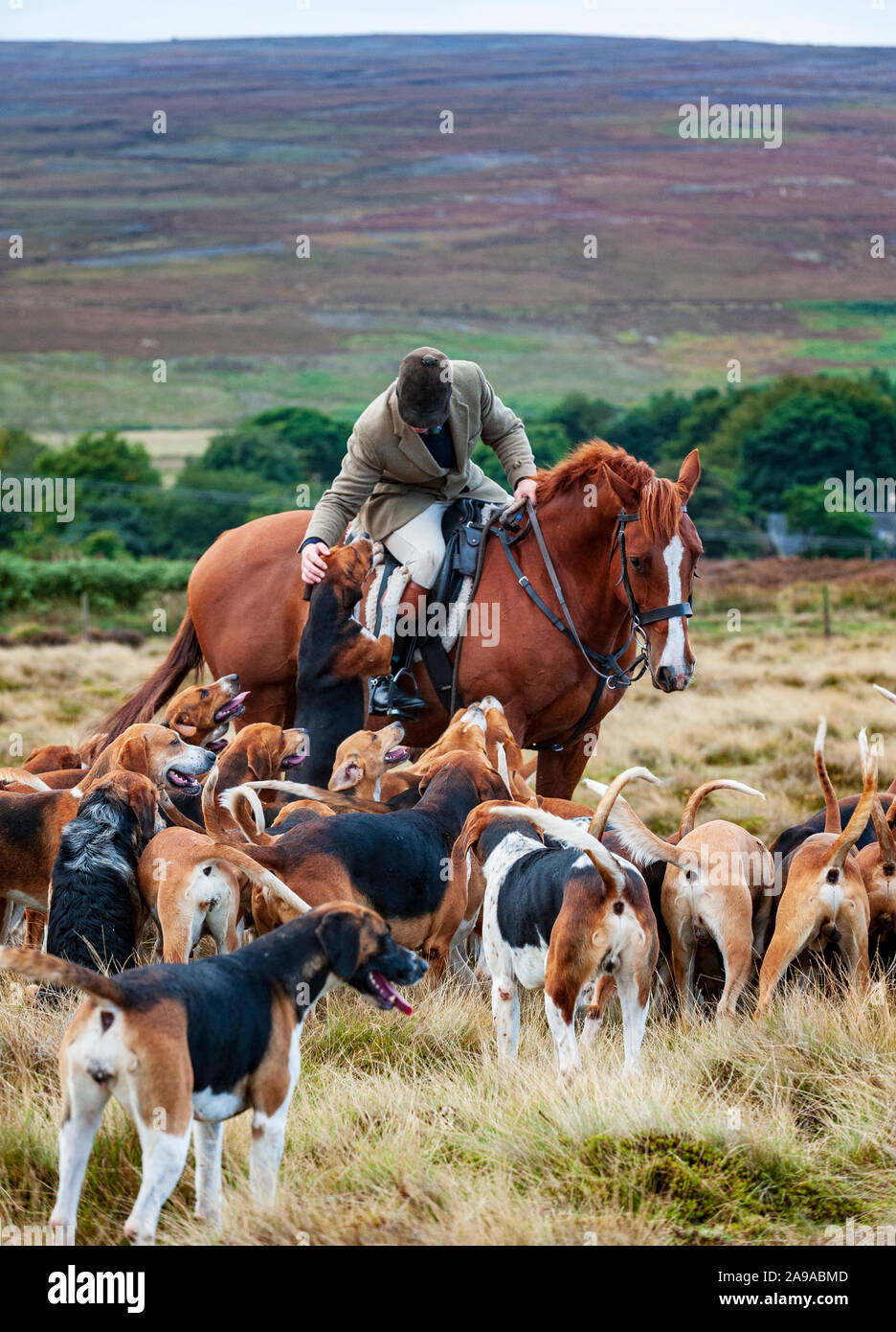 Jagdhunde von der Barlow Jagd früh am Morgen hound Übung auf die Derbyshire Moor in der Nähe des Strines Stockfoto