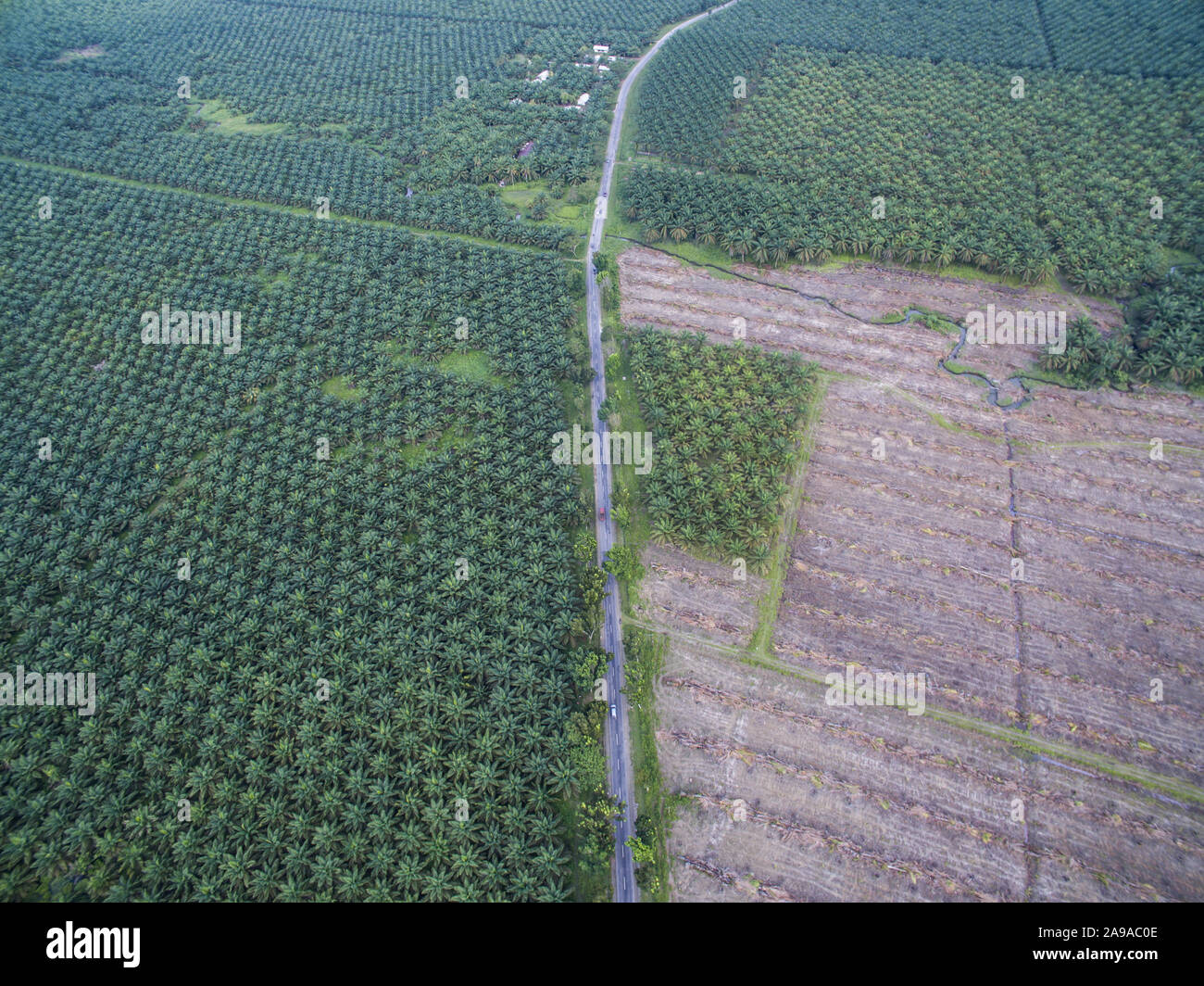 Re-Plantage oder Verjüngung von Palmöl Baum in Sulawesi, Indonesien. Stockfoto