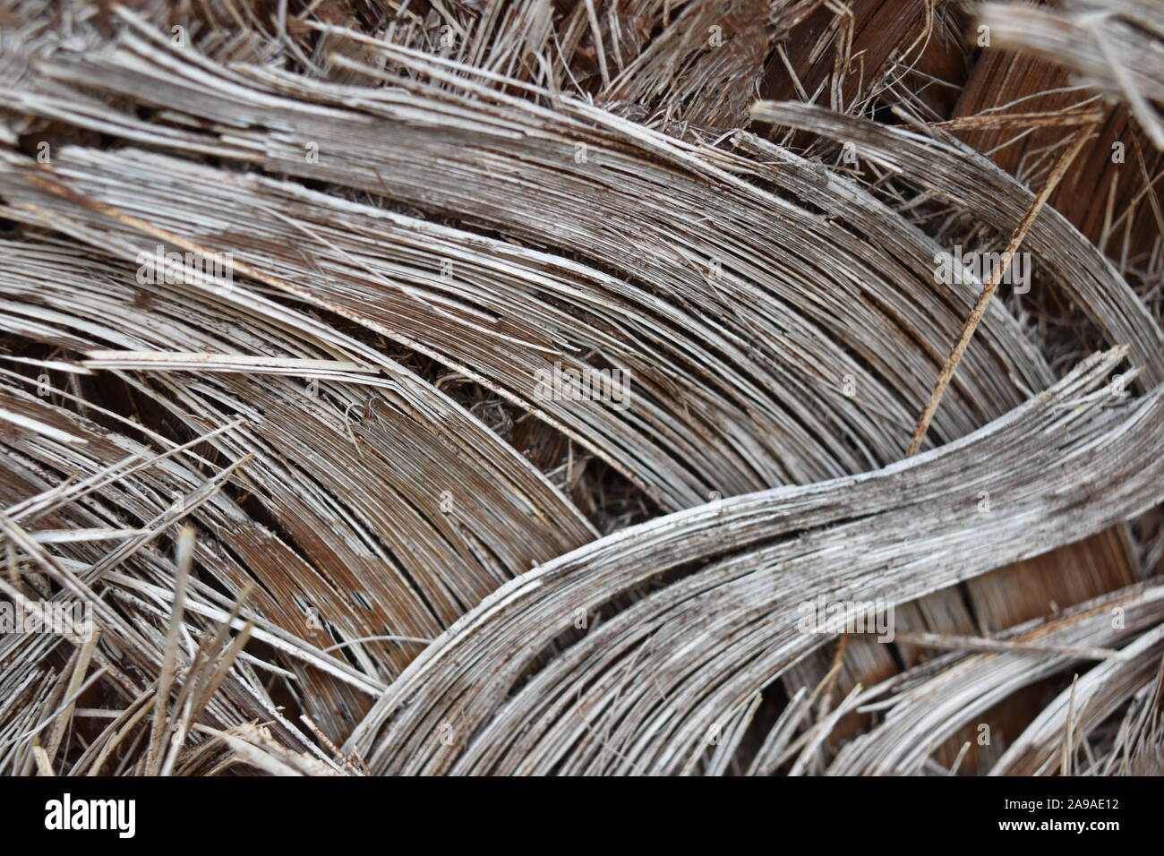 Abstrakte Makro von Fasern auf Palm Tree isoliert Stockfoto