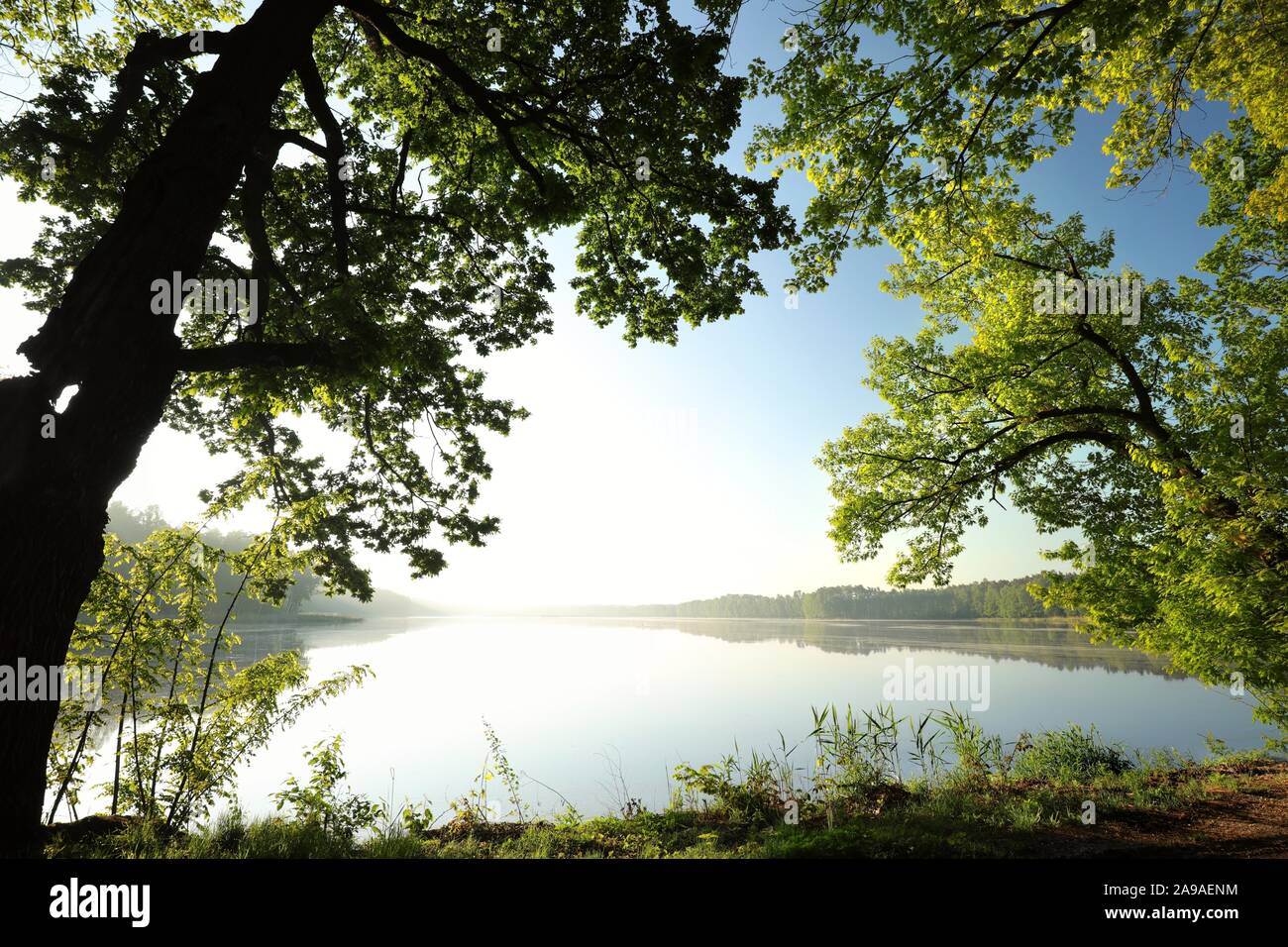 Landschaft von Eichen am Rande eines Sees an einem Frühlingsmorgen. Stockfoto
