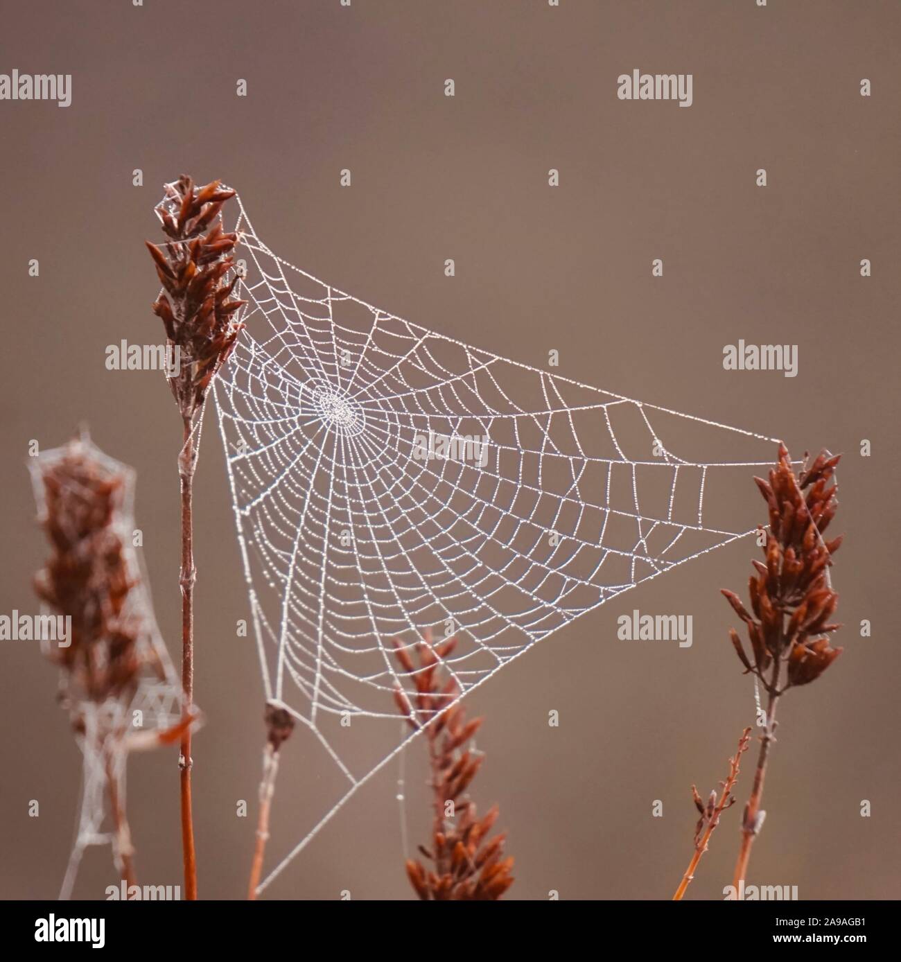 Regentropfen auf dem Spinnennetz im Herbst Saison Stockfoto