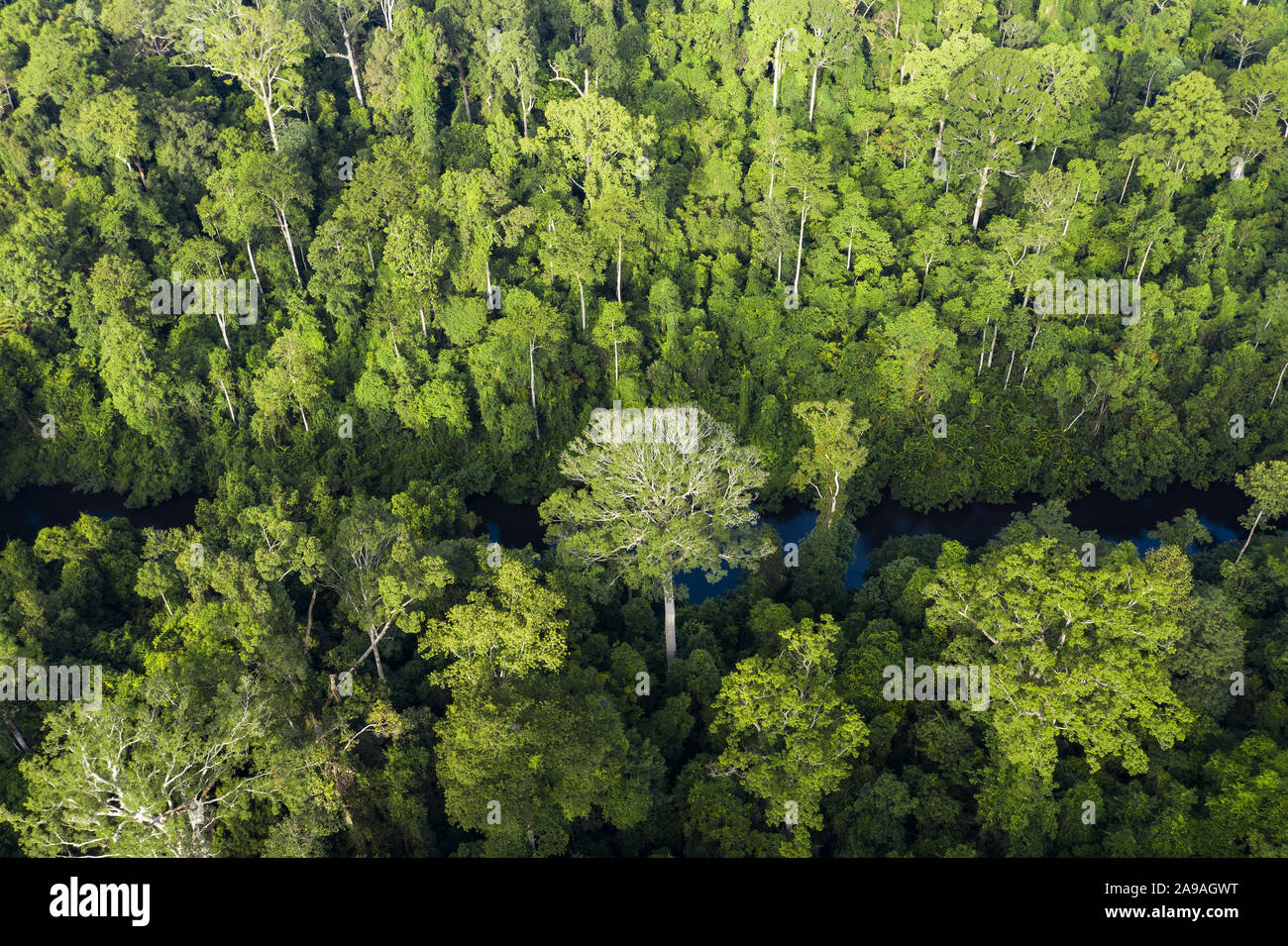 Ansicht von oben, beeindruckende Luftaufnahme von tropischen Regenwald mit dem Sungai Tembeling Fluss fließt. Stockfoto