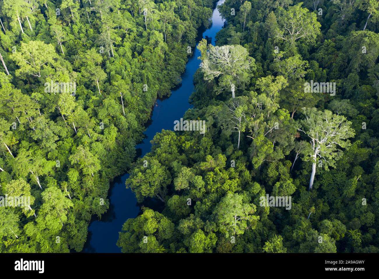 Ansicht von oben, beeindruckende Luftaufnahme von tropischen Regenwald mit dem Sungai Tembeling Fluss fließt. Stockfoto