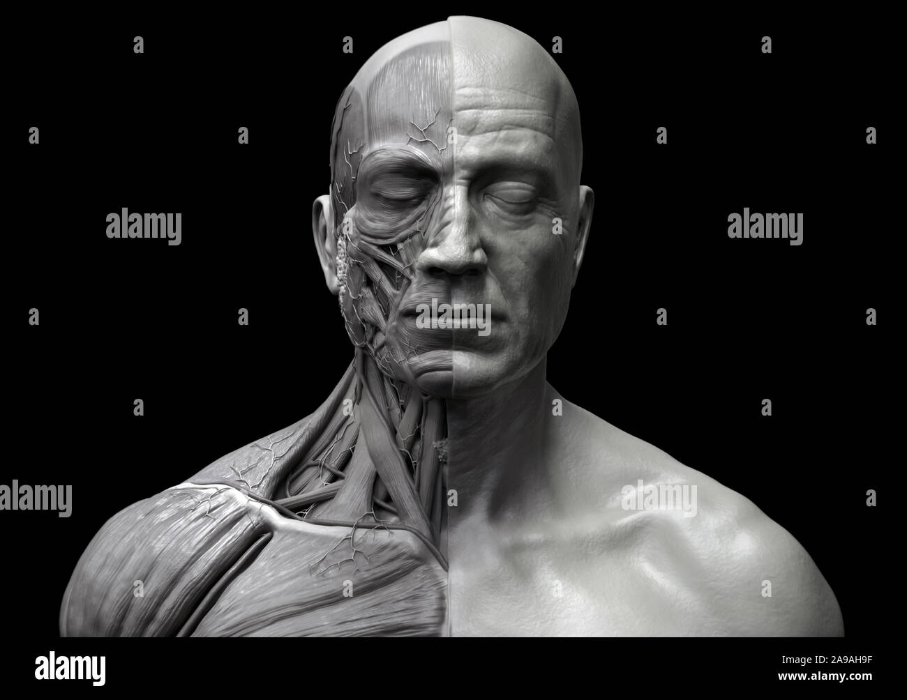 Menschliche Körper Anatomie - Muskel Anatomie des Gesichts Hals und Brust, Medical Image Referenz der menschlichen Anatomie in realistische 3D-Rendern Hintergrund Stockfoto