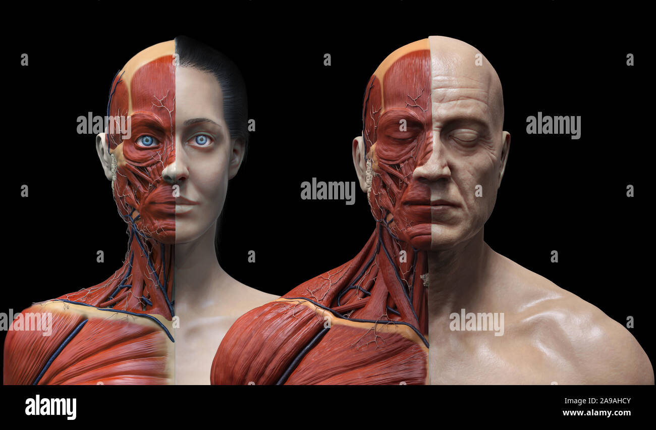 Menschliche Körper Anatomie der männlichen und weiblichen Hintergrund, Muskel Anatomie Struktur des Gesichts Hals Brust und Schulter, realistische 3D-Rendern wallpaper Stockfoto