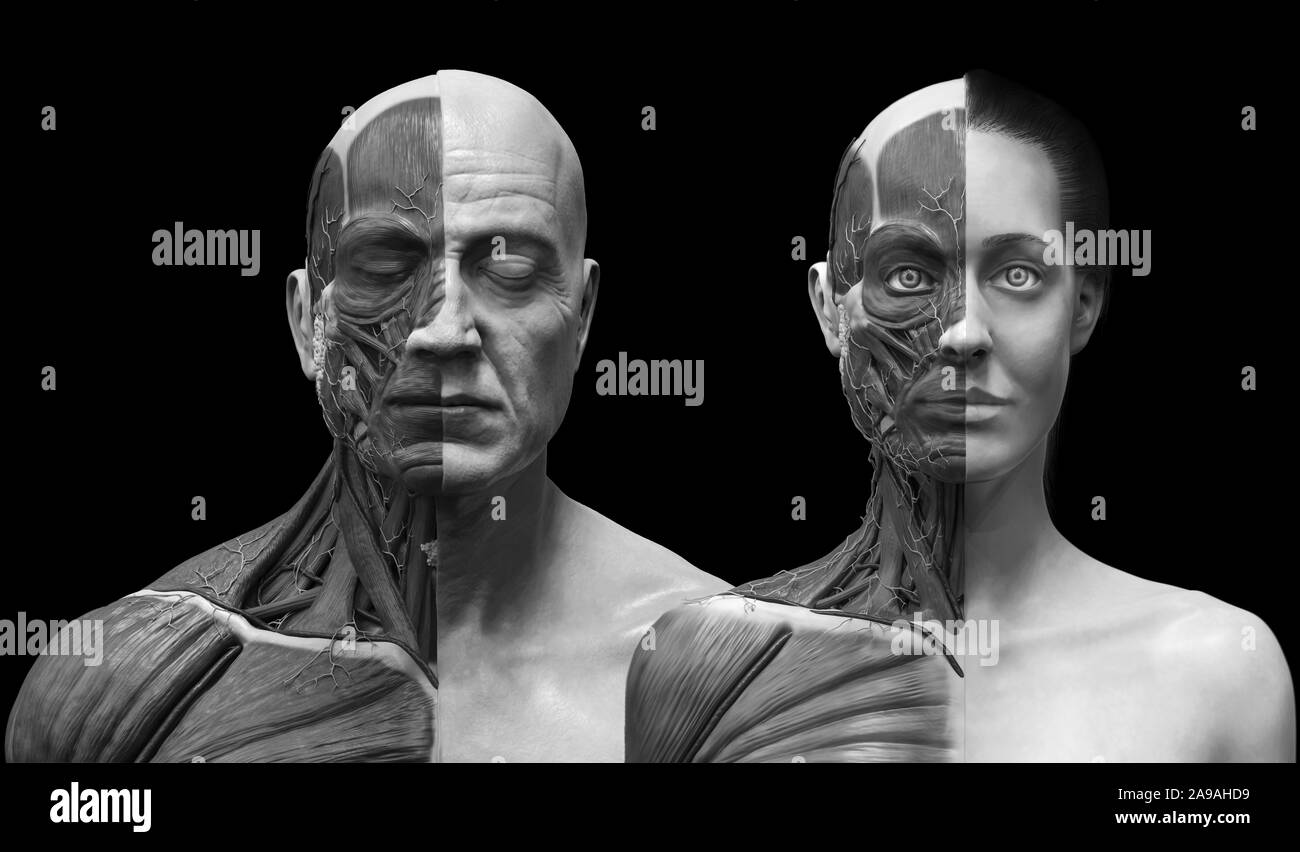 Menschliche Körper Anatomie der männlichen und weiblichen Hintergrund, Muskel Anatomie Struktur des Gesichts Hals Brust und Schulter, realistische 3D-Rendern wallpaper Stockfoto