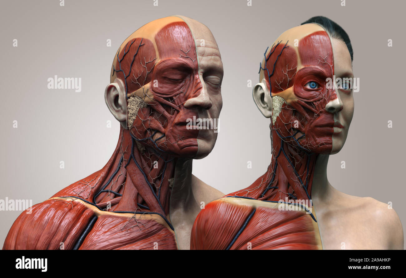 Menschliche Körper Anatomie der männlichen und weiblichen Hintergrund, Muskel Anatomie Struktur des Gesichts Hals Brust und Schulter, realistische 3D-Rendern wallpaper Stockfoto