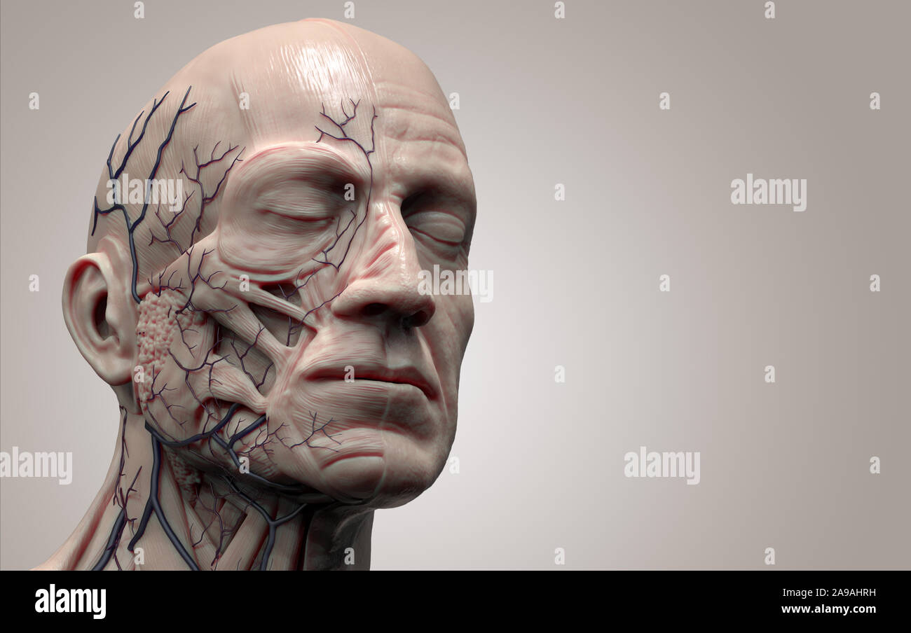 Menschliche Körper Anatomie des Kopfes - Muskel Anatomie des Kopfes für einen Mann-3d-render Stockfoto