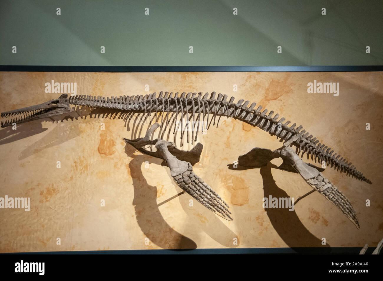 Dolichorhynchops fossilen AKA Torpedo auf das Meer. Dolichorhynchops ist eine ausgestorbene Gattung der polycotylid plesiosaur aus der späten Kreidezeit (Anfang Turoni Stockfoto