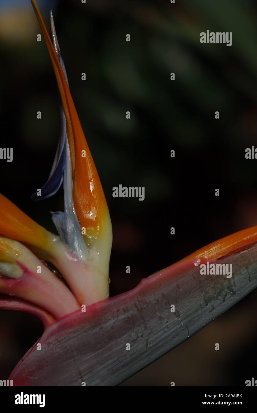 Bird of paradise Anlage in voller Blüte, der wissenschaftliche Name ist Strelitzien, und dies war in Corralejo auf Fuerteventura auf den Kanarischen Inseln, Spanien Stockfoto