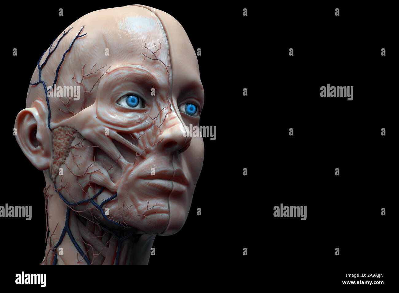 Isolierte Leiter Anatomie eines weiblichen - Muskel Anatomie des Gesichtes, Medical Image Referenz der menschlichen Anatomie in der realistischen 3D-Rendering Stockfoto