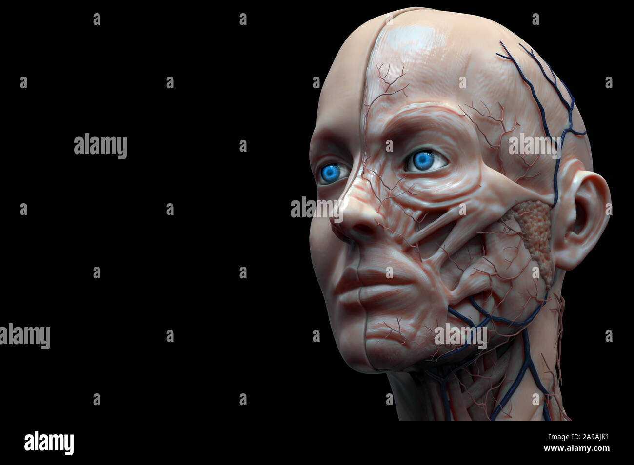 Isolierte Leiter Anatomie eines weiblichen - Muskel Anatomie des Gesichtes, Medical Image Referenz der menschlichen Anatomie in der realistischen 3D-Rendering Stockfoto