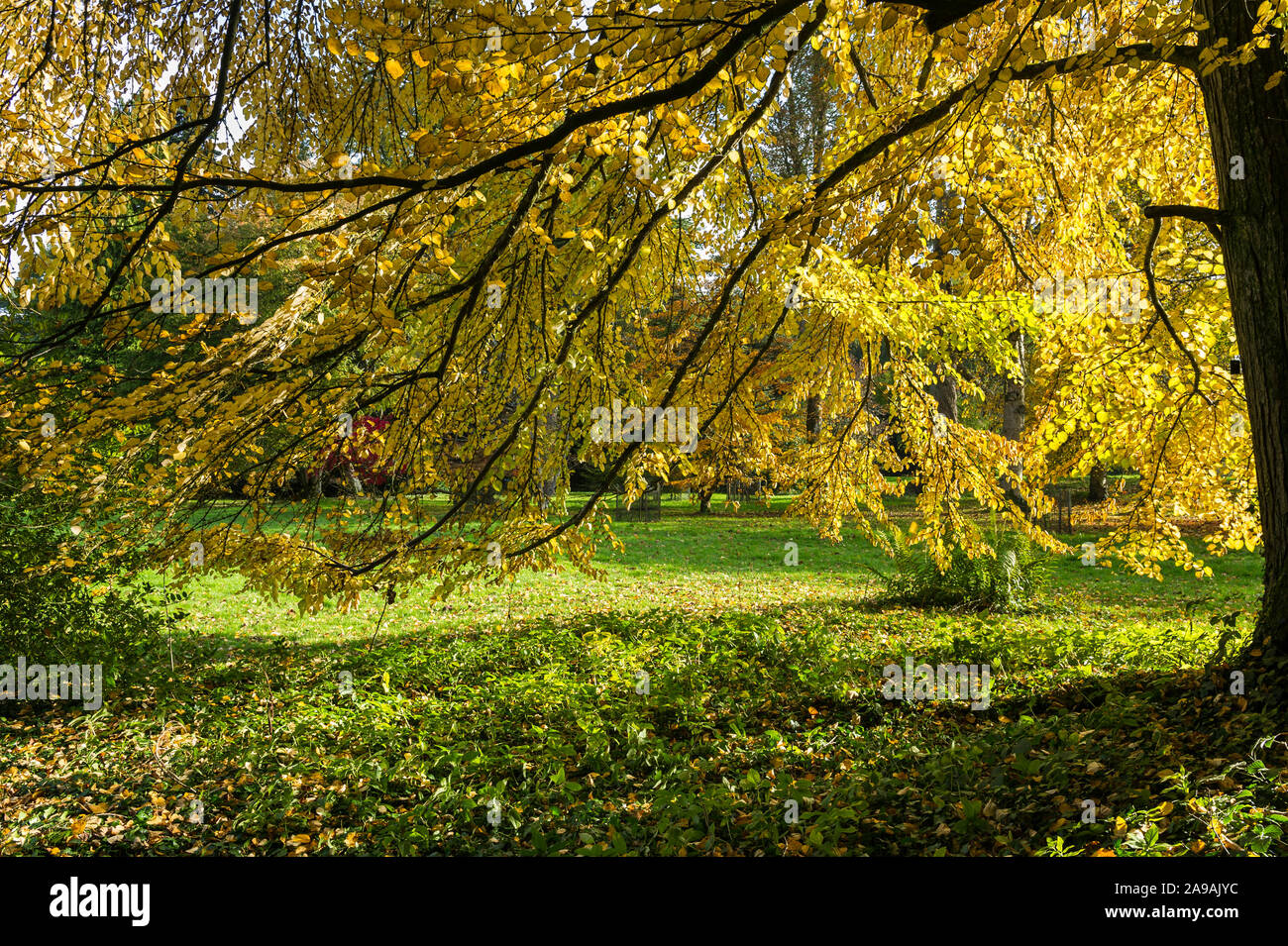 Herbst Farben bei Westonbirt, die National Arboretum, Gloucestershire, England Stockfoto