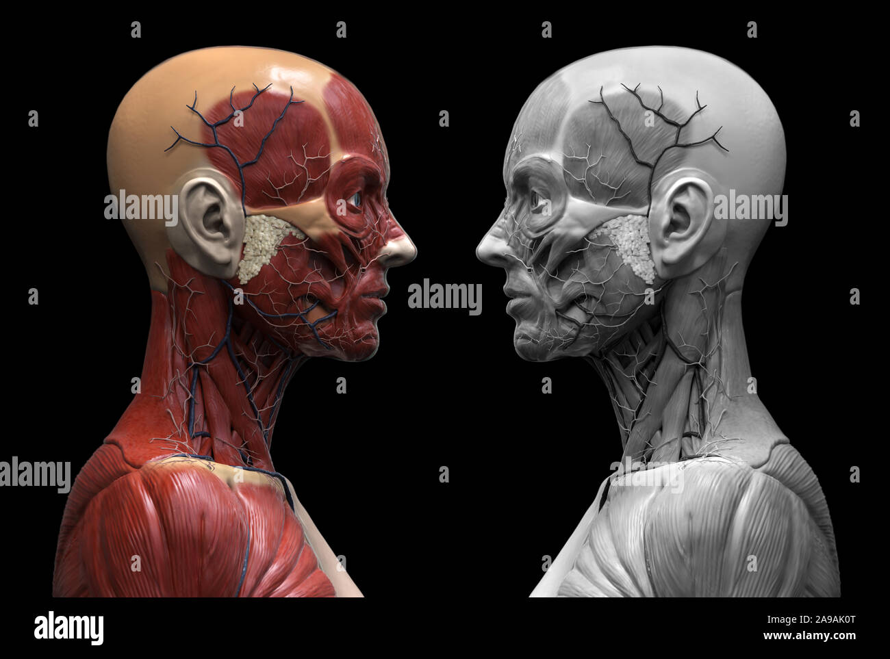 Menschliche Körper Anatomie einer Frau Muskeln Aufbau eines weiblichen, Vorderansicht Seitenansicht und perspektivische Ansicht, 3D-Rendering Stockfoto