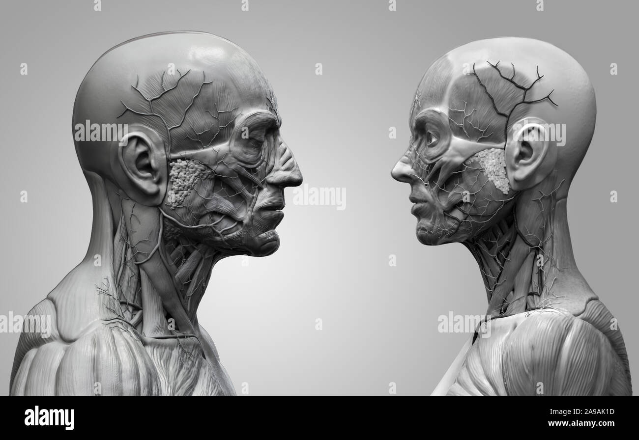Menschliche Körper Anatomie Hintergrund einer männlichen und weiblichen - Muskel Anatomie des Gesichtes mit Hals und Schulter, Medical Image Referenz der menschlichen Anatomie Stockfoto