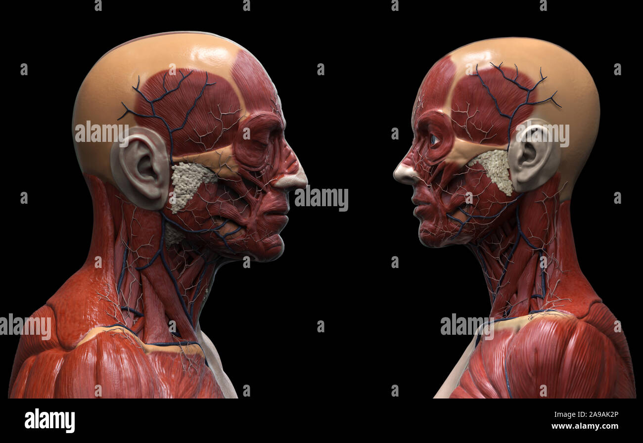 Menschliche Körper Anatomie Hintergrund einer männlichen und weiblichen - Muskel Anatomie des Gesichtes mit Hals und Schulter, Medical Image Referenz der menschlichen Anatomie Stockfoto