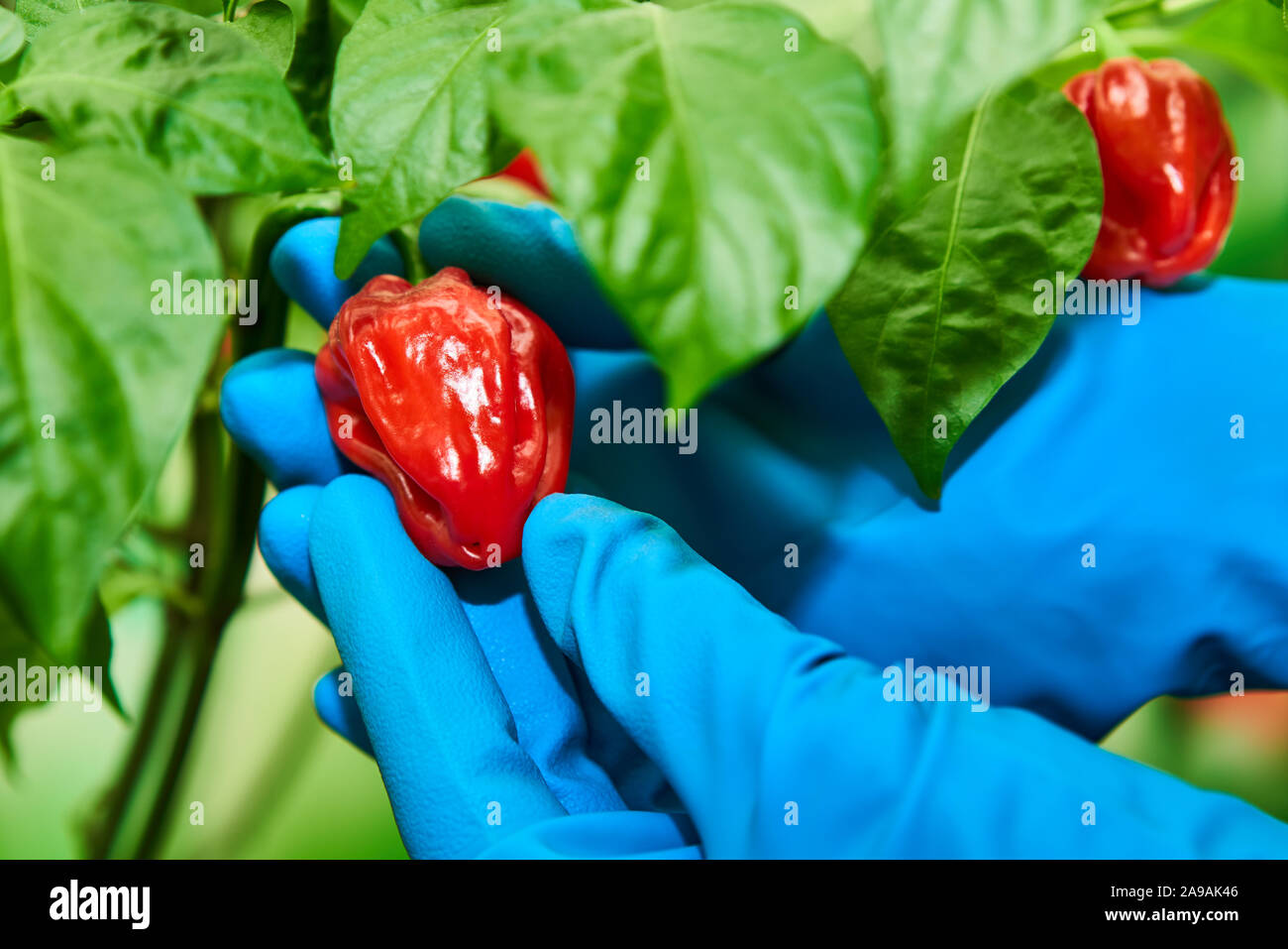 Habanero Pflanze mit frischem, reifem habanero Paprika, reif für die Ernte  Stockfotografie - Alamy