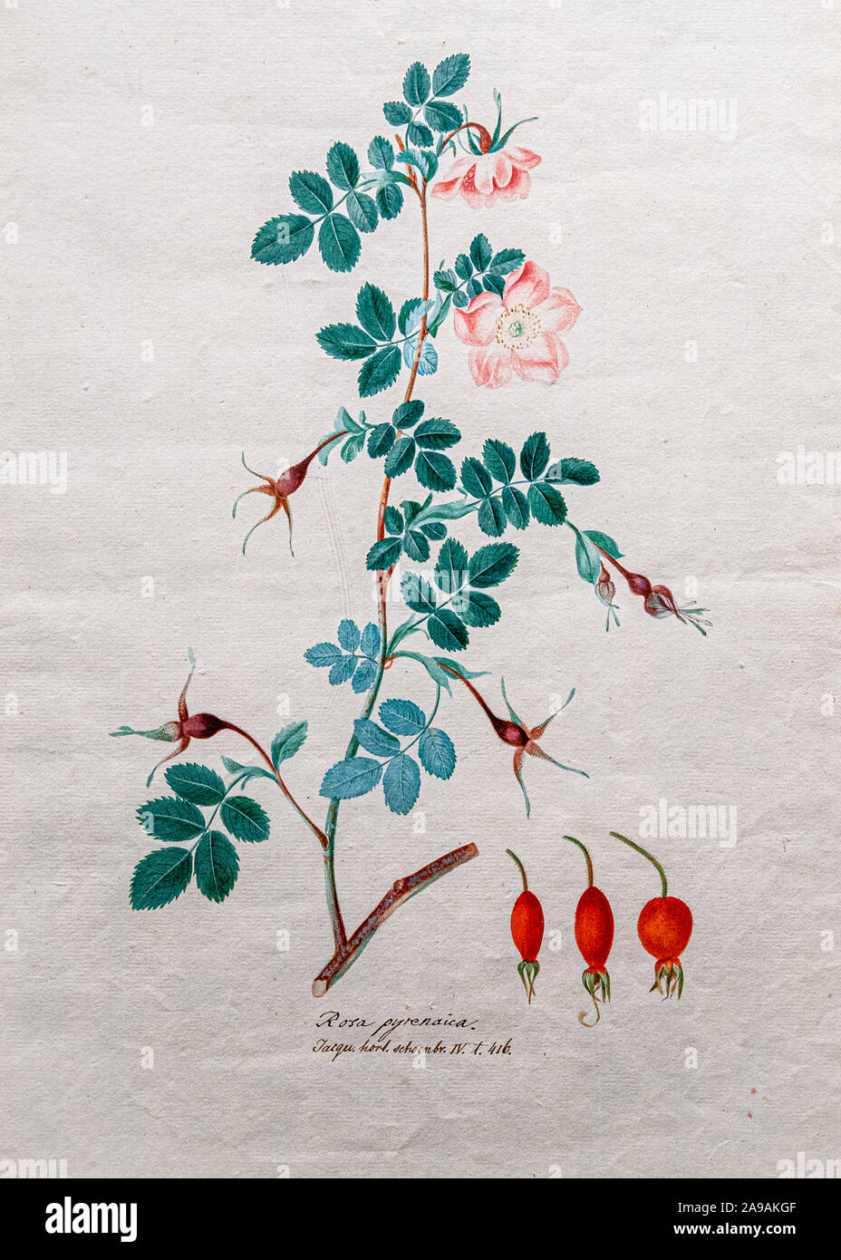 19. Jahrhundert Hand farbige Gravur einer rosenbusch (Rosa pyrenaica) Stockfoto