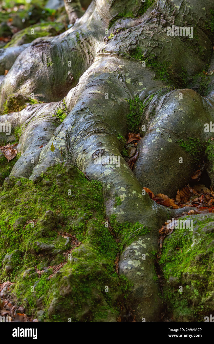 Buche wurzel Fotos und Bildmaterial in hoher Auflösung Alamy