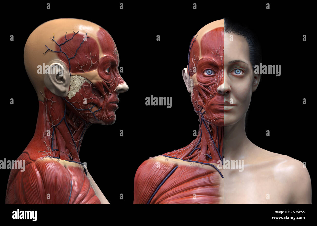 Menschliche Körper Anatomie einer Frau Muskeln Aufbau eines weiblichen, Vorderansicht Seitenansicht und perspektivische Ansicht, 3D-Rendering Stockfoto