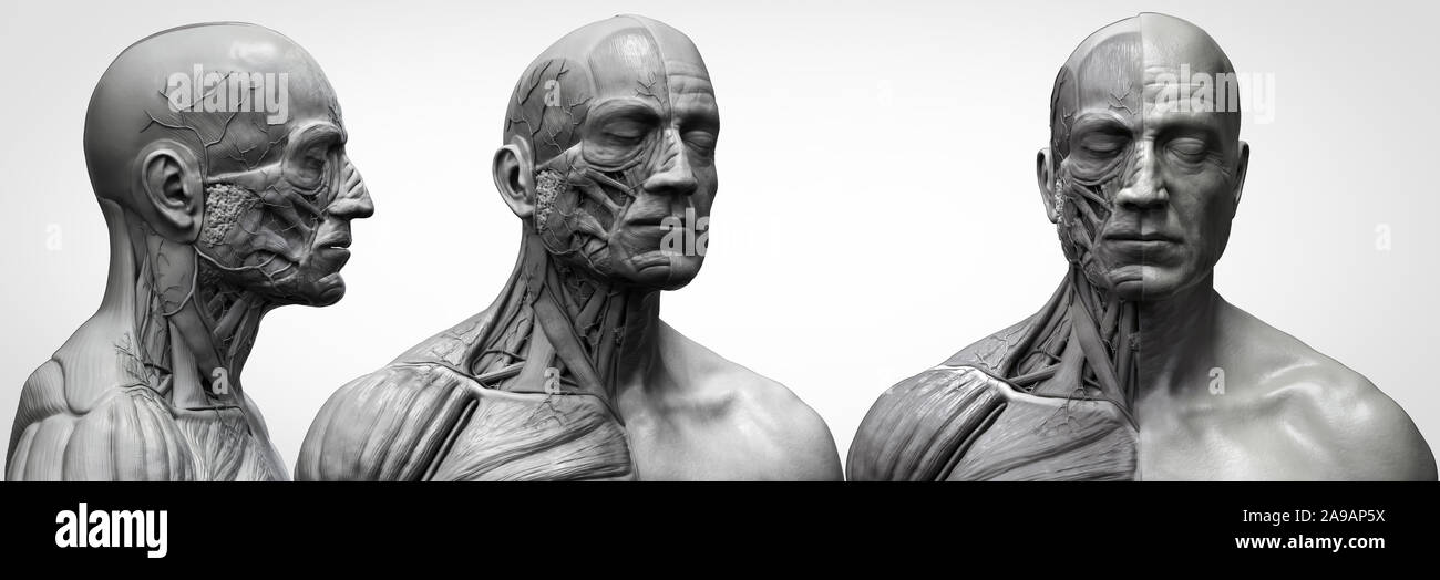 Menschliche Körper Anatomie Muskeln Aufbau eines männlichen, Vorderansicht Seitenansicht und Perspektive, 3D-Rendering im Hintergrund Stockfoto