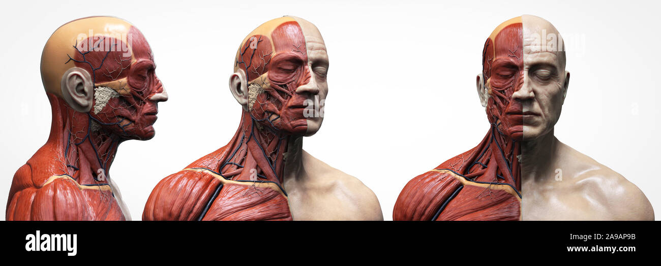 Menschliche Körper Anatomie Muskeln Aufbau eines männlichen, Vorderansicht Seitenansicht und Perspektive, 3D-Rendering im Hintergrund Stockfoto