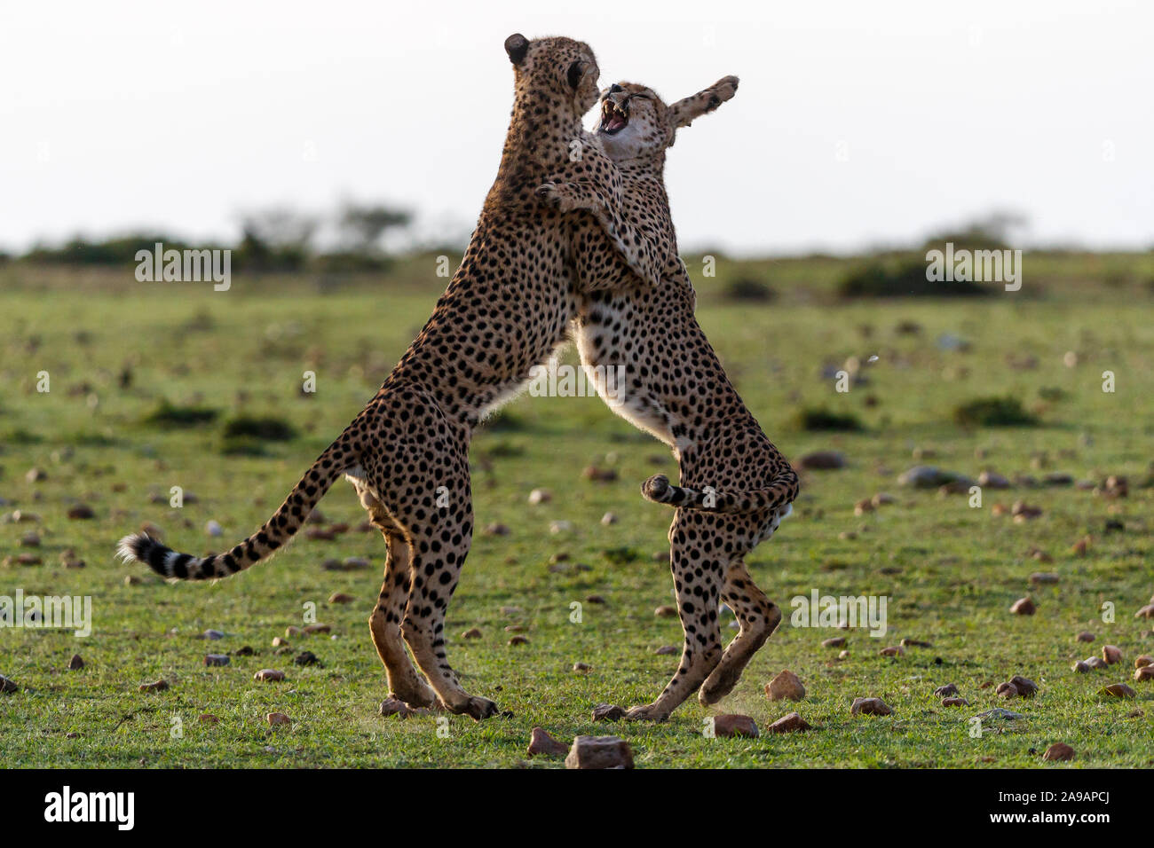 Afrika: zwei Geparden auf der Quickstep. Tanzen zur afrobeat! Bemerkenswerte Fotos zeigen eine Vielzahl von afrikanischen Tieren strutting ihrer coolen St Stockfoto