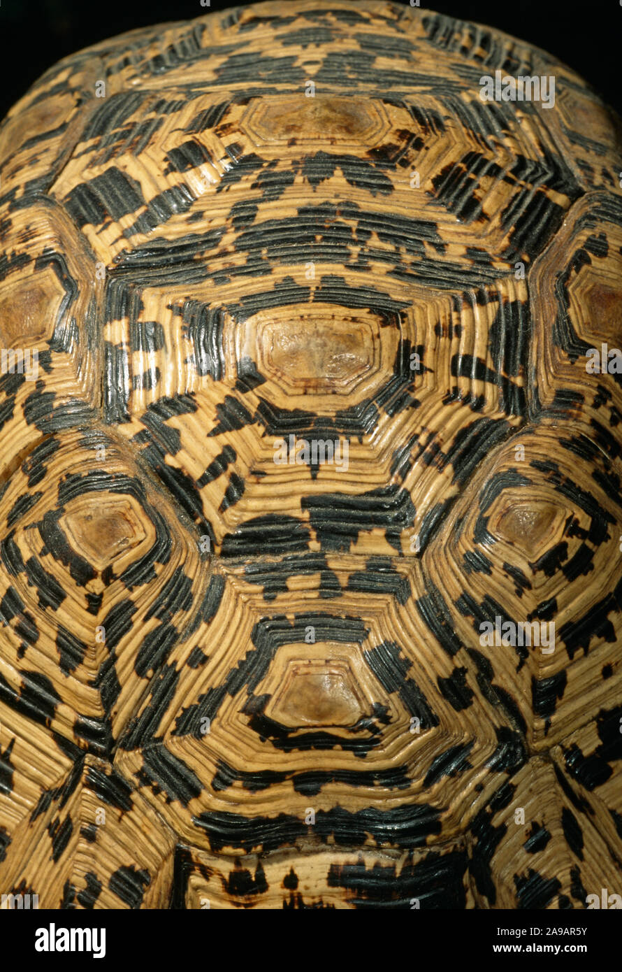 LEOPARD TORTOISE shell, Panzers, dorsale Ansicht vom hinteren Geochelone pardalis. Camouflage, kryptischen Aufschriften Beihilfen das Überleben in der Trockenrasen Gewohnheit. Stockfoto