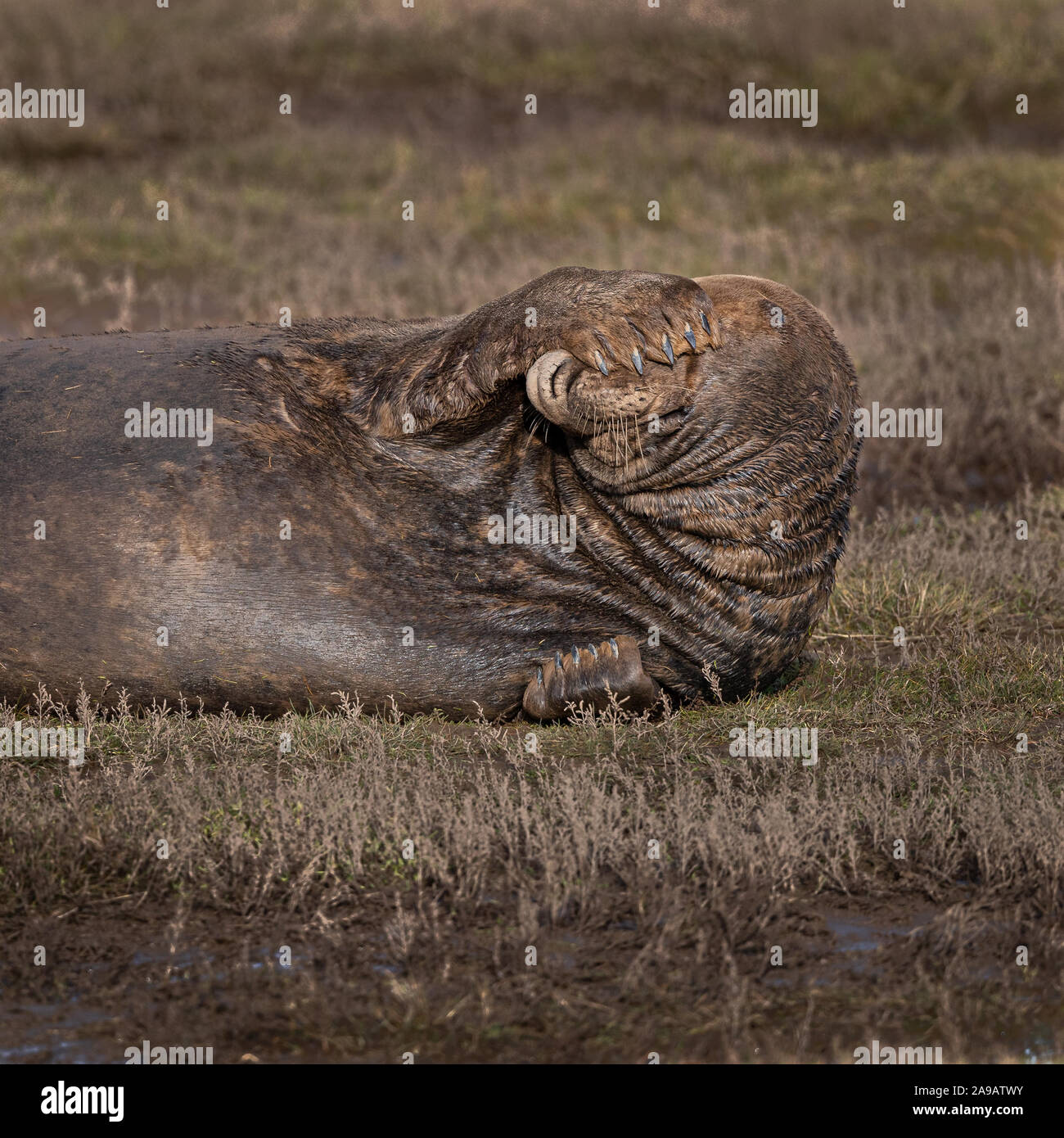 Schüchtern Dichtung. Ein grauer Dichtung liegen auf der Seite erscheint in Verlegenheit gebracht und deckt seine Augen mit einem Flipper, weg von der Kamera zu drehen. Stockfoto
