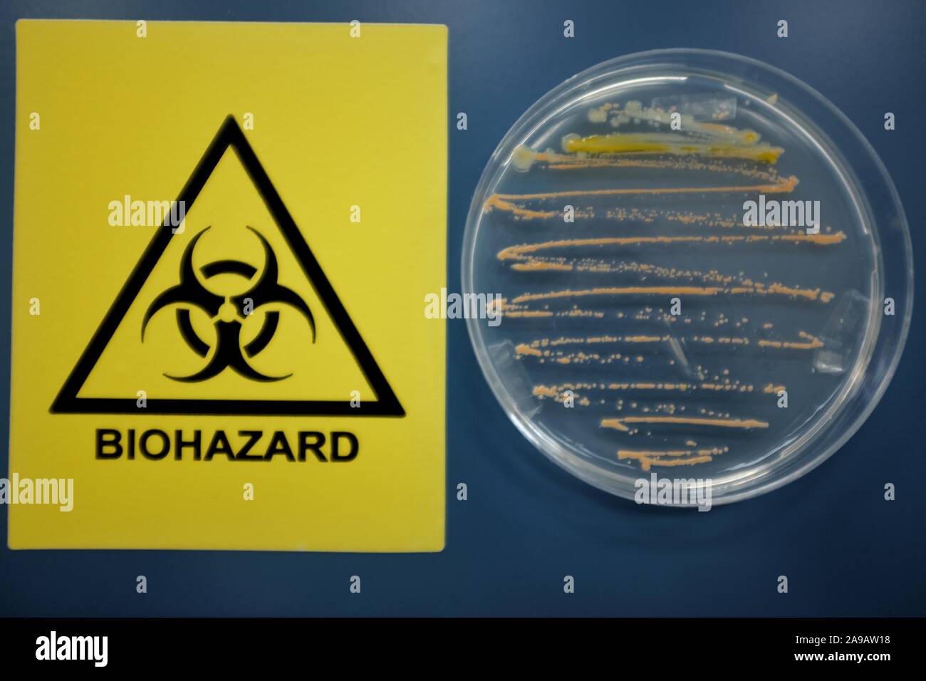 Biohazard Zeichen und Bakterien auf Agar Oberfläche Stockfoto