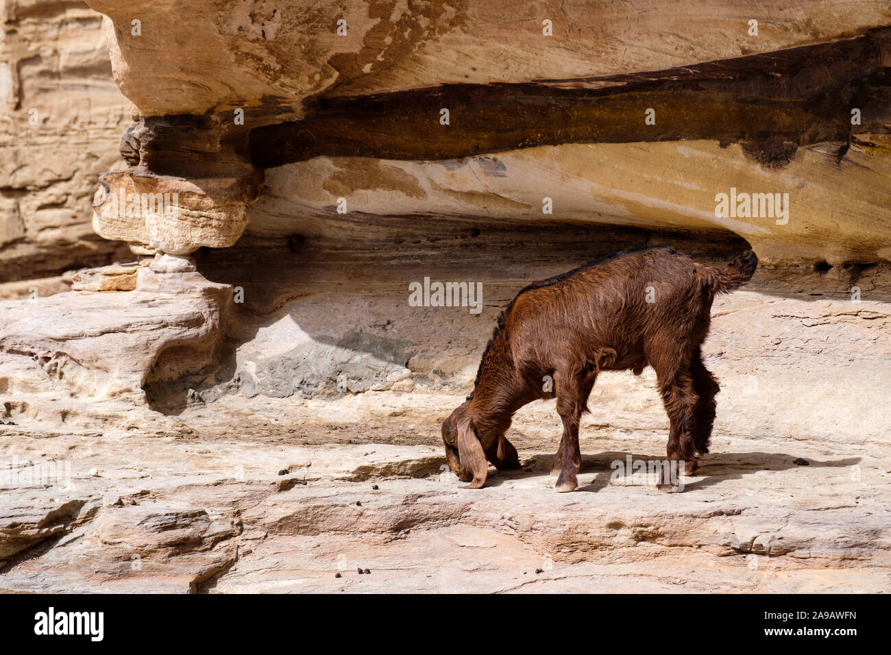 Eine Ziege auf einem Berg in Petra, Jordanien Stockfoto