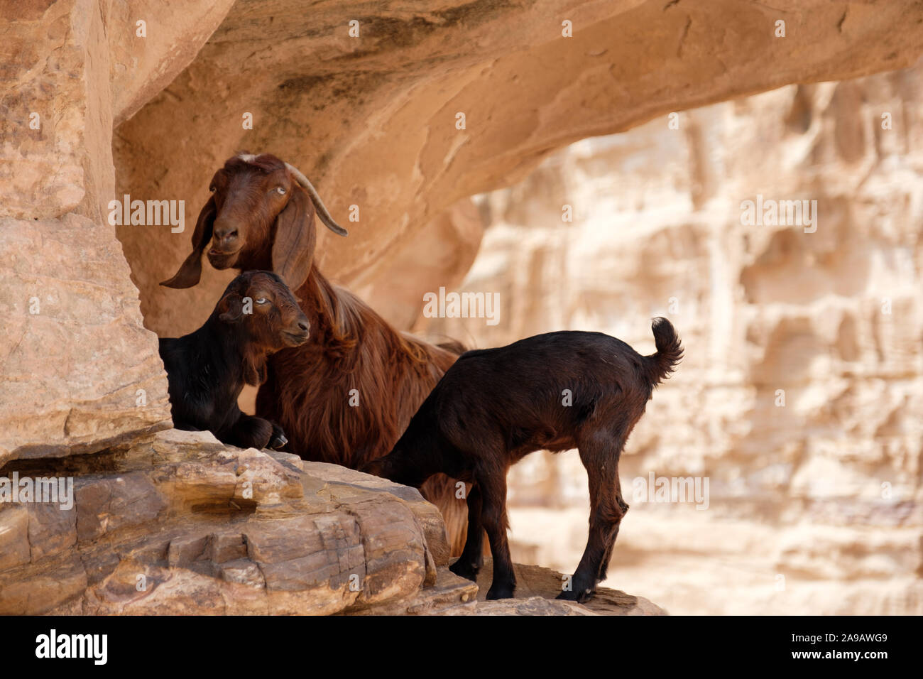 Eine Mutter Ziege mit ihren beiden Kindern auf einem Berg in Petra, Jordanien Stockfoto