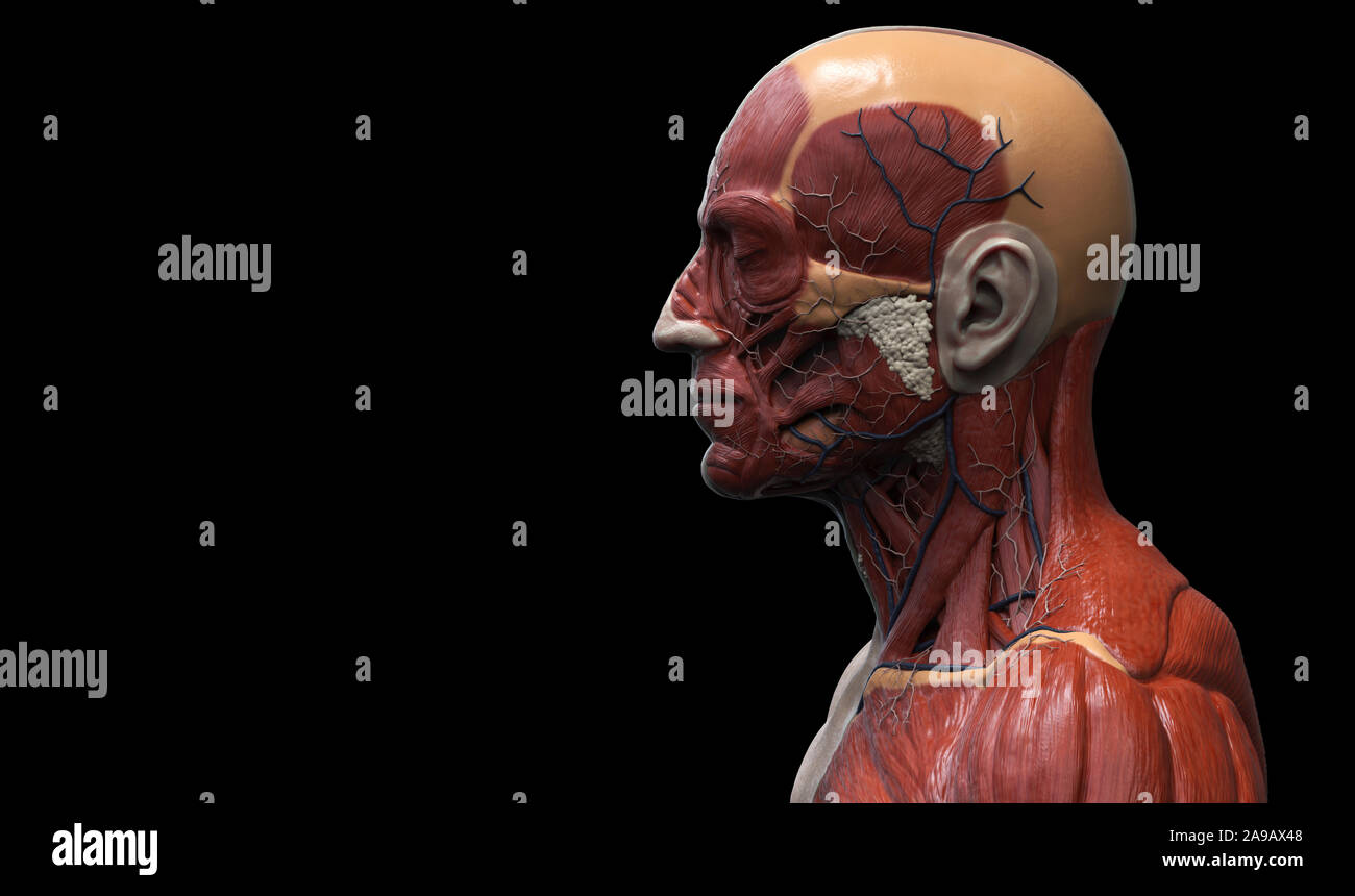 Menschliche Körper Anatomie Muskeln Aufbau eines männlichen, Vorderansicht Seitenansicht und Perspektive, 3D-Rendering im Hintergrund Stockfoto