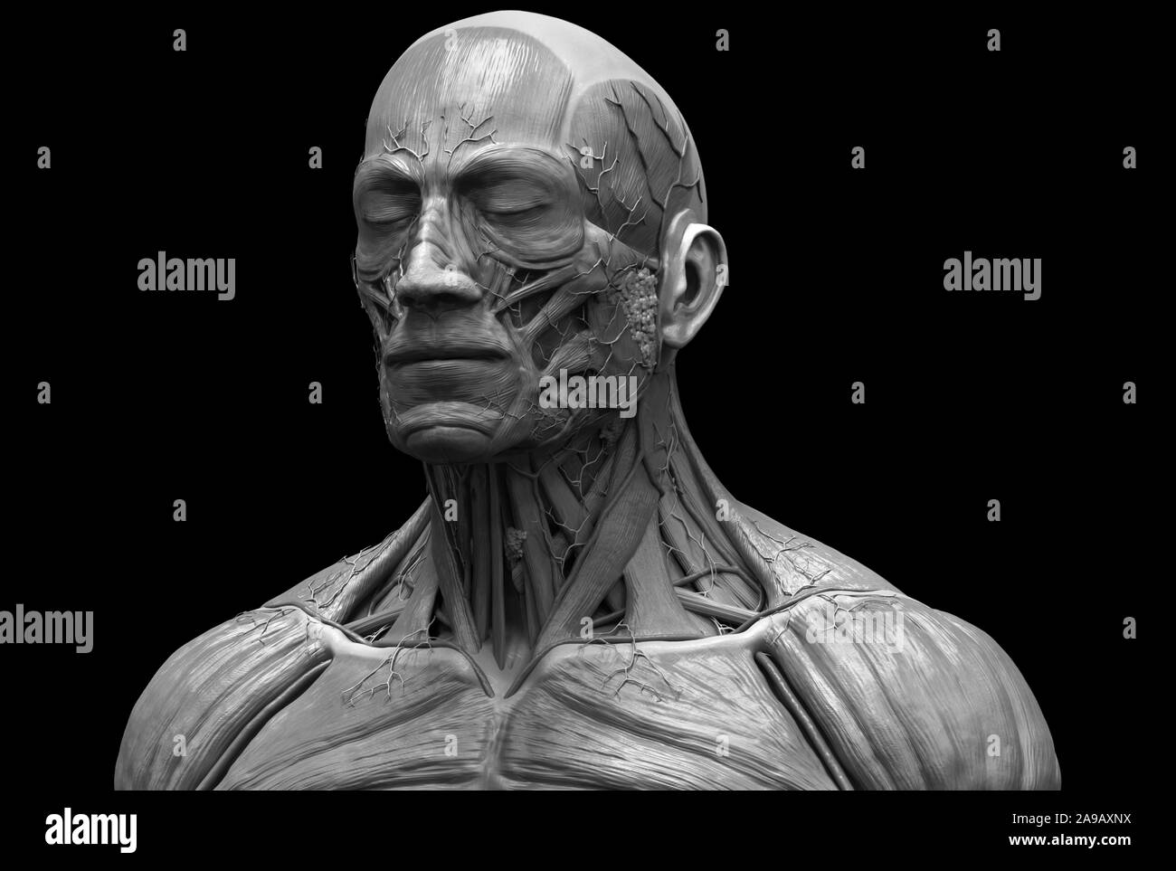 Menschliche Körper Anatomie Muskeln Aufbau eines männlichen, Vorderansicht Seitenansicht und Perspektive, 3D-Rendering im Hintergrund Stockfoto