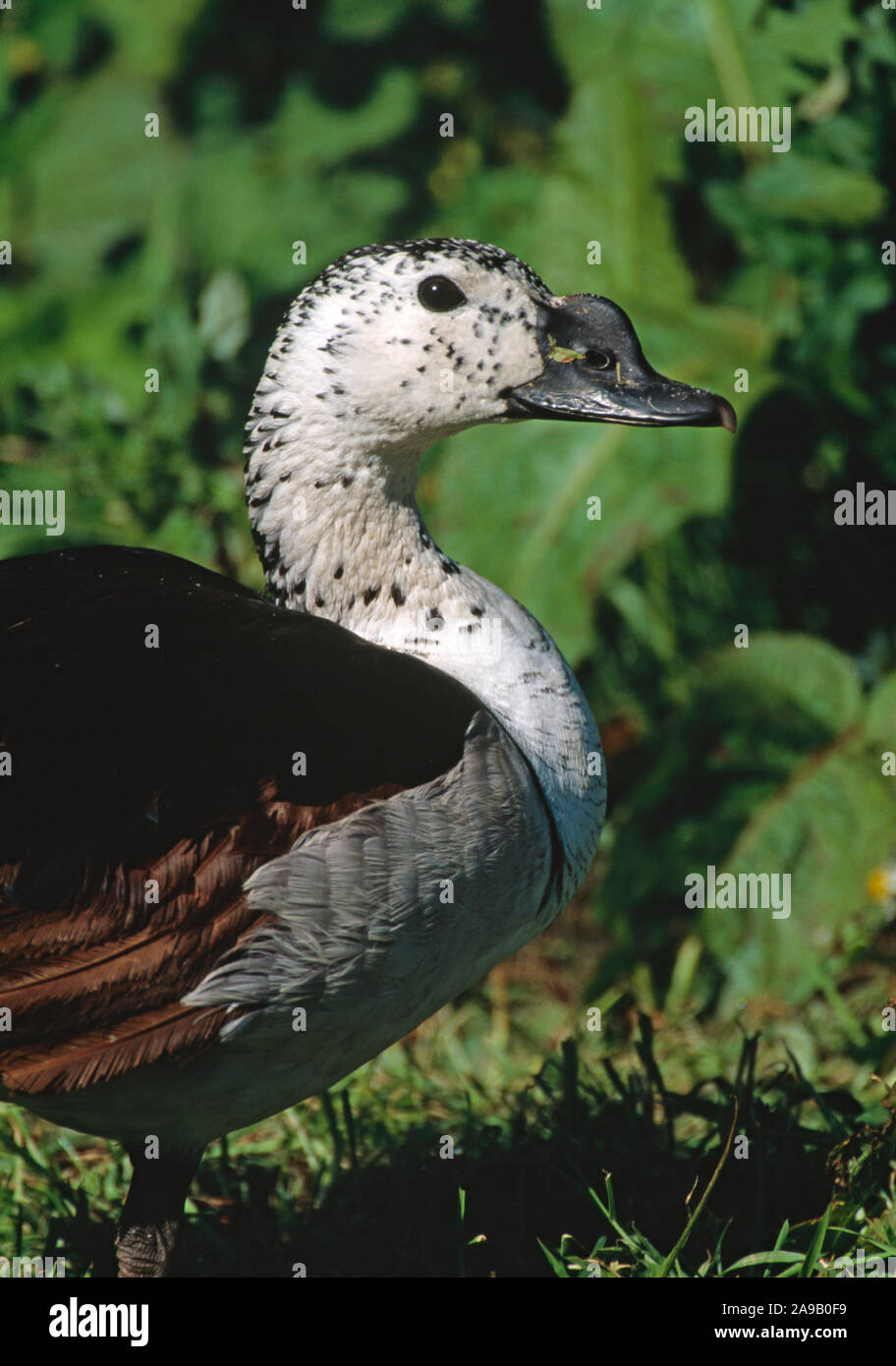 Kamm oder Knopf berechnet Ente männlich Sarkidiornis melantos melantos Stockfoto