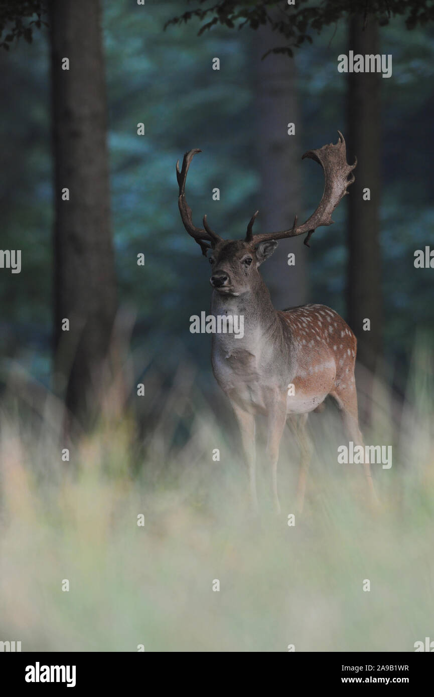 Damwild (Dama Dama), starke Buck, Hirsch, steht im hohen Gras am Rande eines dunklen dichten Wald, aufmerksam beobachten, Europa. Stockfoto
