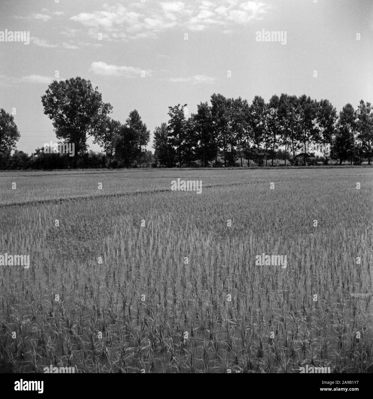 Kornfeld auf der Autobahn zwischen Mailand und Navarra, Italien 1950. Stockfoto