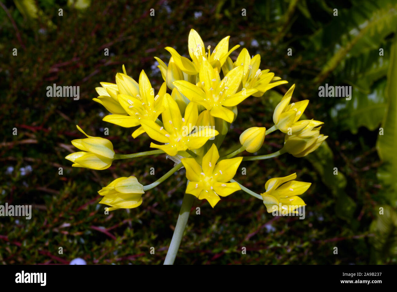 Allium moly (gelb Knoblauch) ist in Kontinentaleuropa und in Algerien und Marokko gefunden und jetzt häufig in Gärten verwendet. Stockfoto