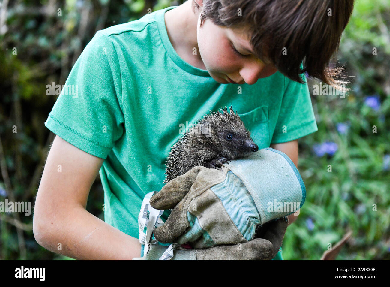 Igelfreisetzung in die Wildnis Stockfoto