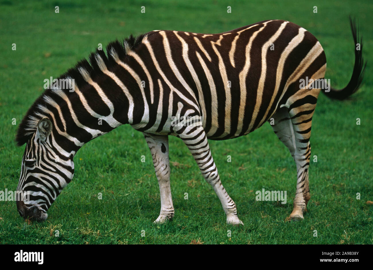 CHAPMAN'S ZEBRAS (Equus burchelli chapmani). Marwell Zoo Park, Hampshire, England. Stockfoto