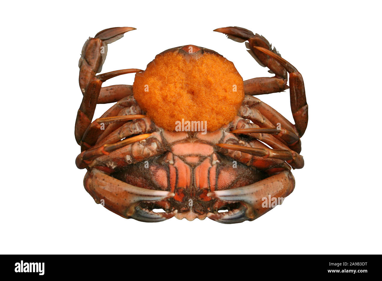 Europäische Ufer Crab Carcinus maenas - Weibchen mit Eiern (Berry) Stockfoto
