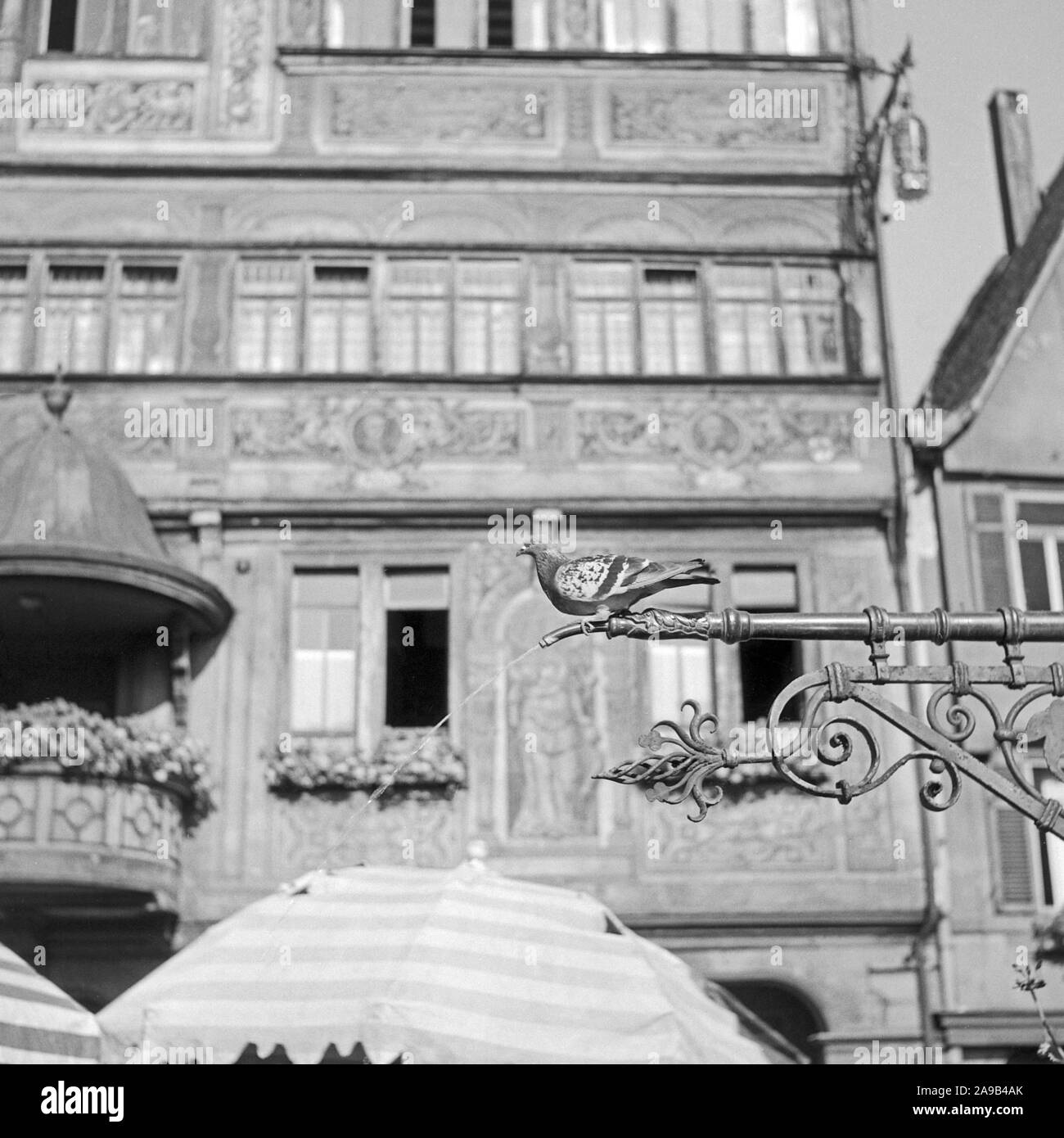 Eine taube Trinkwasser aus dem Herkules Brunnen bei Heidelberg, Deutschland 1956 Stockfoto