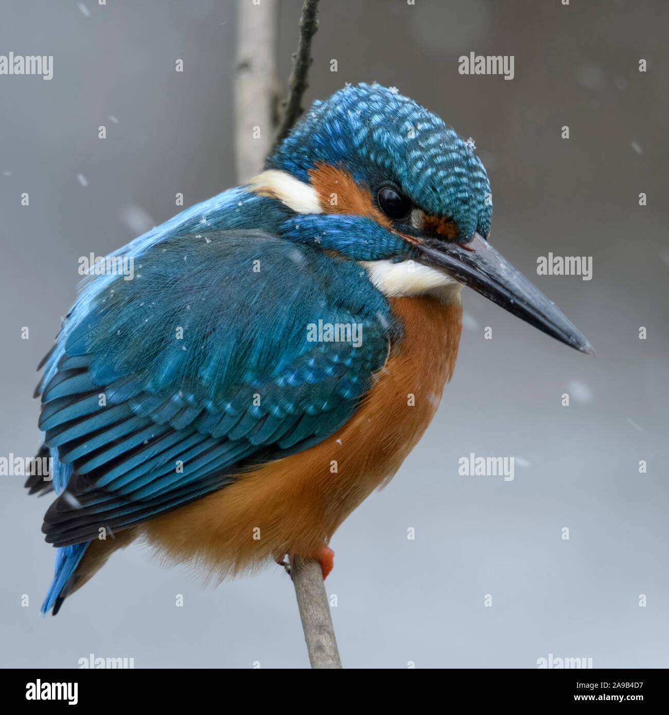 Eurasischen Eisvogel (Alcedo atthis), männlich im kalten Winter, Schneefall, auf einem Zweig, Jagd thront, fluffed, Federn, Wildlife, Europa. Stockfoto